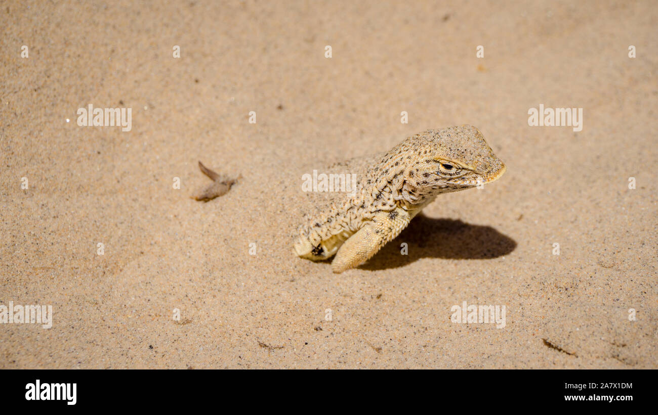 Mojave fringe-toed Eidechse in Sand in die Mojave Wüste bedeckt, USA Stockfoto