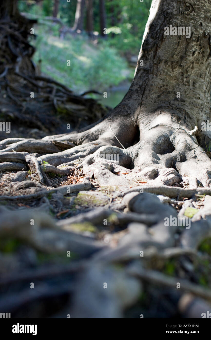 Die Wurzeln des Baumes in einem Wald. Stockfoto