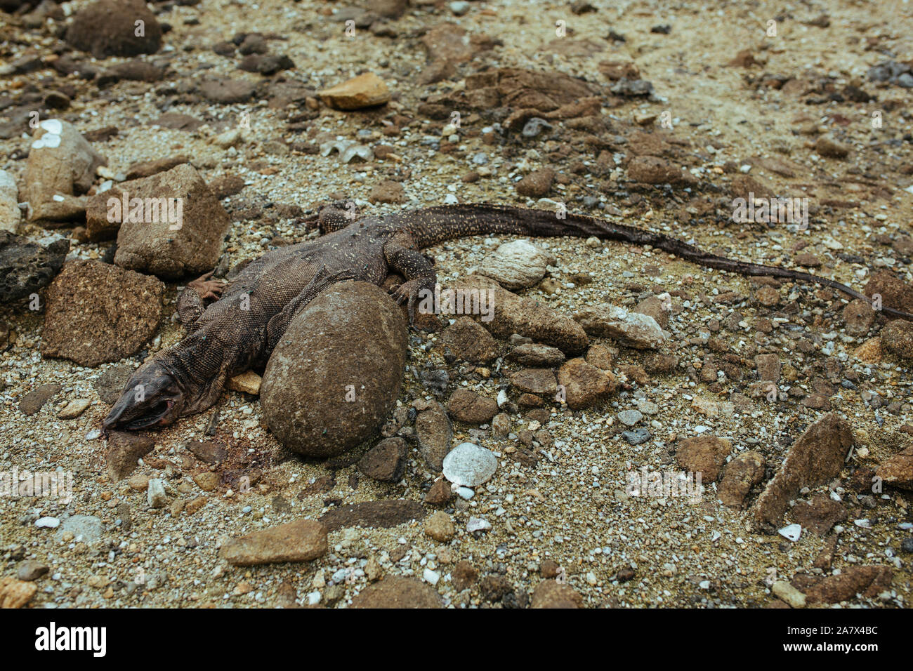Leiche der Echse varanus am Strand in Thailand. Stockfoto