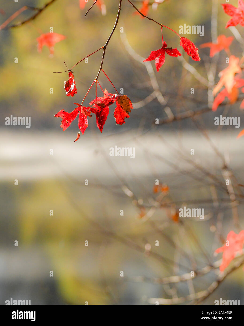 Herbstlaub im Wasser spiegelt - Herbstfarben - fallen Bäume sich - impressionismus - impressionistischen Fotografie - Dampf Nebel - misty Wasser Stockfoto