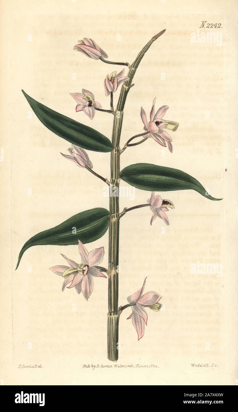 Blattlosen dendrobium Orchid, Dendrobium aphyllum (Hooded Dendrobium, Dendrobium cucullatum). Papierkörbe Kupferstich von Weddell nach einer Zeichnung von John Curtis für Samuel Curtis' Fortsetzung von William Curtis Botanical Magazine, London, 1821. Stockfoto