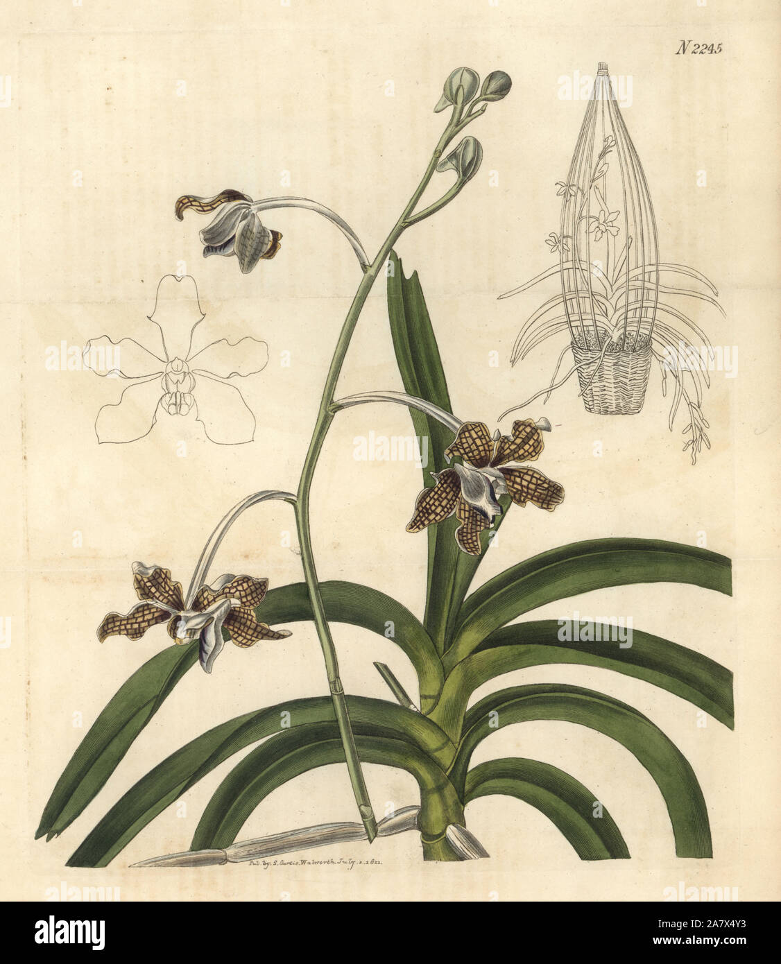 Gitter - wie paterned Blume Vanda, Vanda tessellata (chequer - blühende Vanda, Vanda roxburghii). Papierkörbe Kupferstich für Samuel Curtis' Fortsetzung von William Curtis Botanical Magazine, London, 1822. Stockfoto