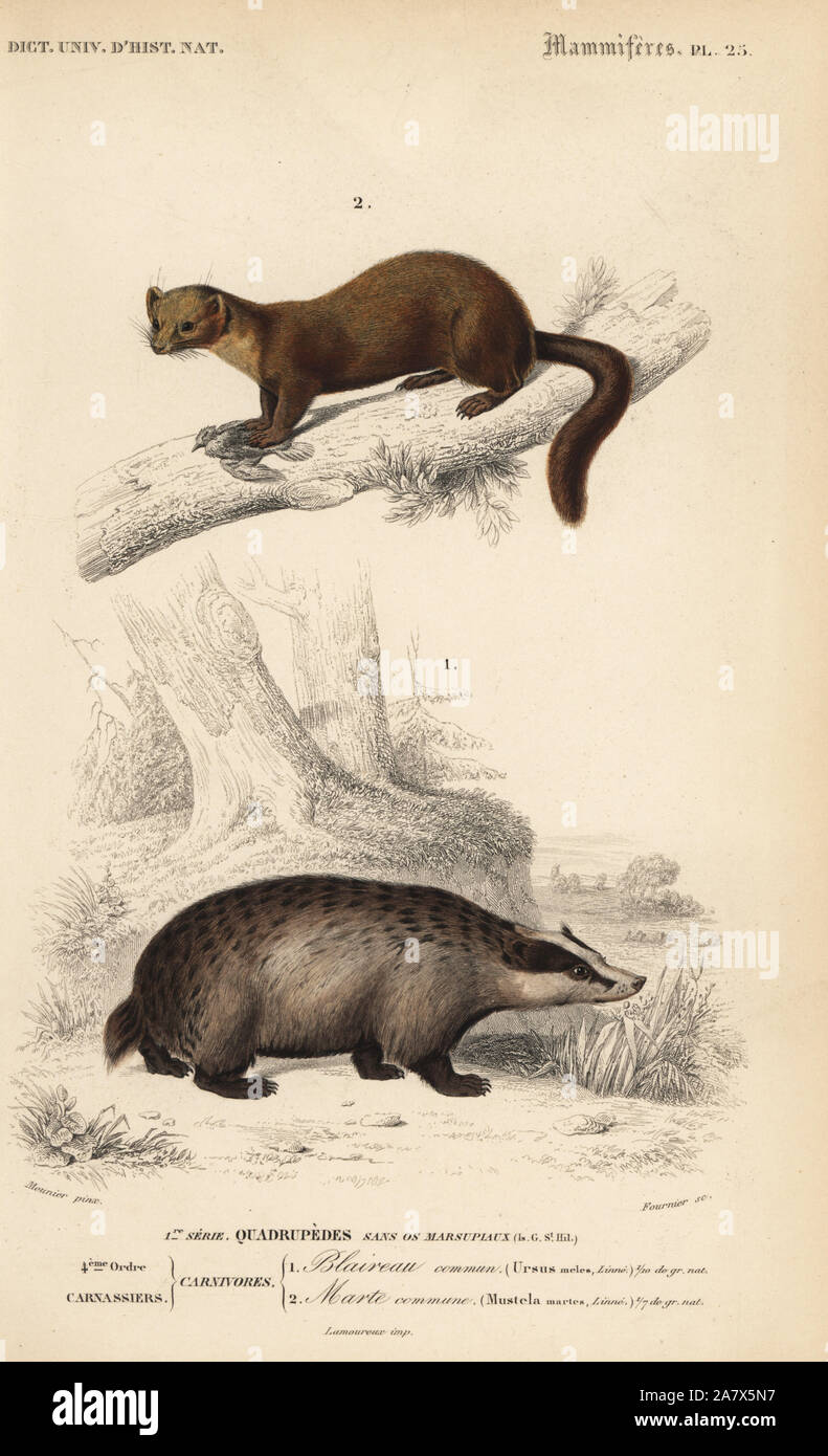 Europäischen Dachs Meles meles, und Europäische marten Kiefer, Martes martes. Papierkörbe Kupferstich von Fournier nach einer Illustration von meunier von Charles d'Orbigny das Wörterbuch Universel d'Histoire Naturelle (Wörterbuch), Paris, 1849. Stockfoto