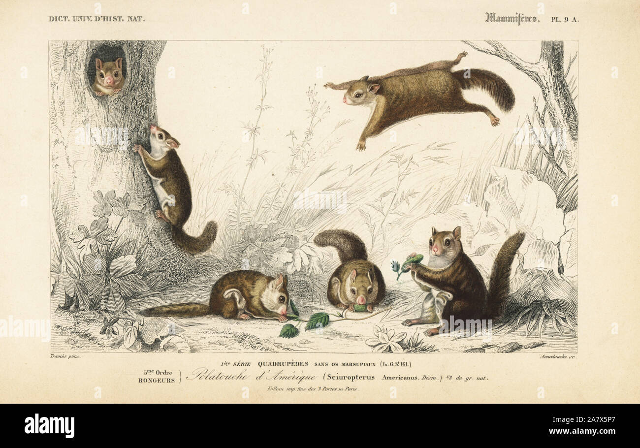 Sciuropterus americanus Fotos und Bildmaterial in hoher Auflösung Alamy