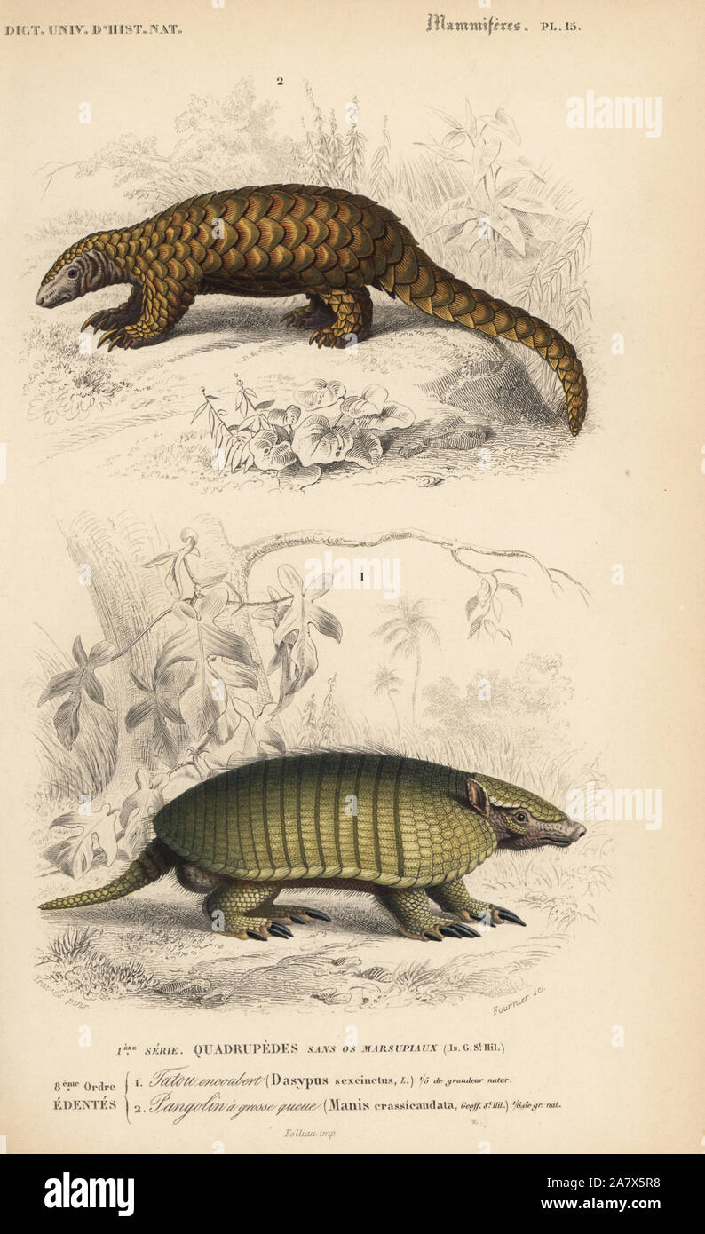 6-Gebändert Gürteltier, Euphractus sexcinctus und indischen Pangolin, Dick-tailed pangolin oder schuppigen Ameisenbär, Manis Crassicaudata. Papierkörbe Kupferstich von Fournier nach einer Illustration von Edouard Travies von Charles d'Orbigny das Wörterbuch Universel d'Histoire Naturelle (Wörterbuch), Paris, 1849. Stockfoto