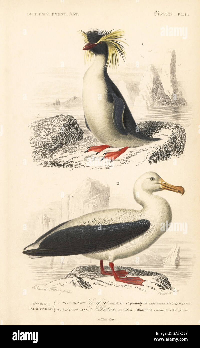 Südliche rockhopper penguin Eudyptes chrysocome (anfällig), und wanderalbatross, Diomedea exulans (anfällig). Papierkörbe Kupferstich von Fournier nach einer Illustration von Edouard Travies von Charles d'Orbigny das Wörterbuch Universel d'Histoire Naturelle (Wörterbuch), Paris, 1849. Stockfoto