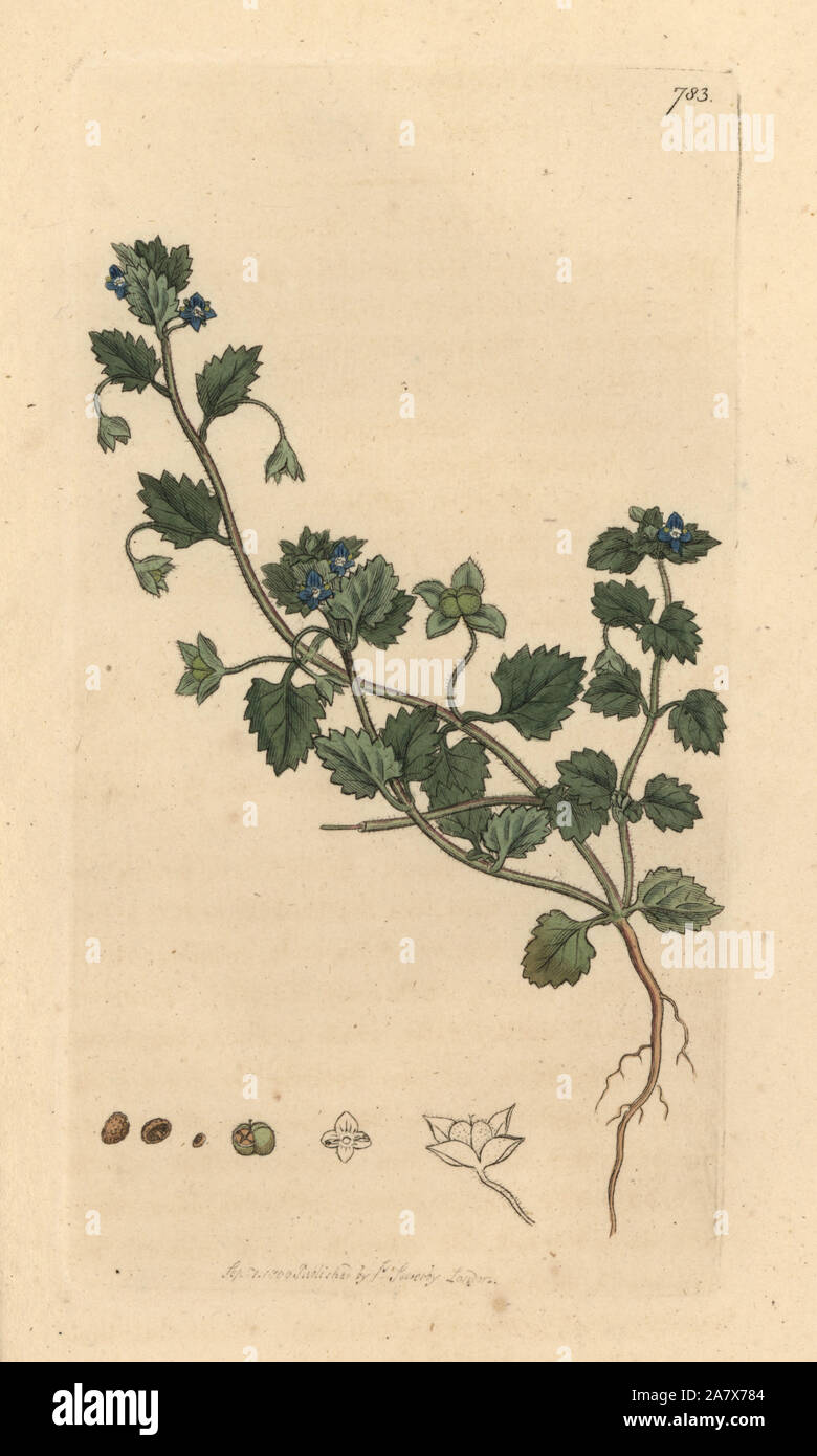 Liegend speedwell, Veronica agrestis. Papierkörbe Kupferstich nach einer Zeichnung von James Sowerby für James Smith's Englisch Botanik, 1800. Stockfoto