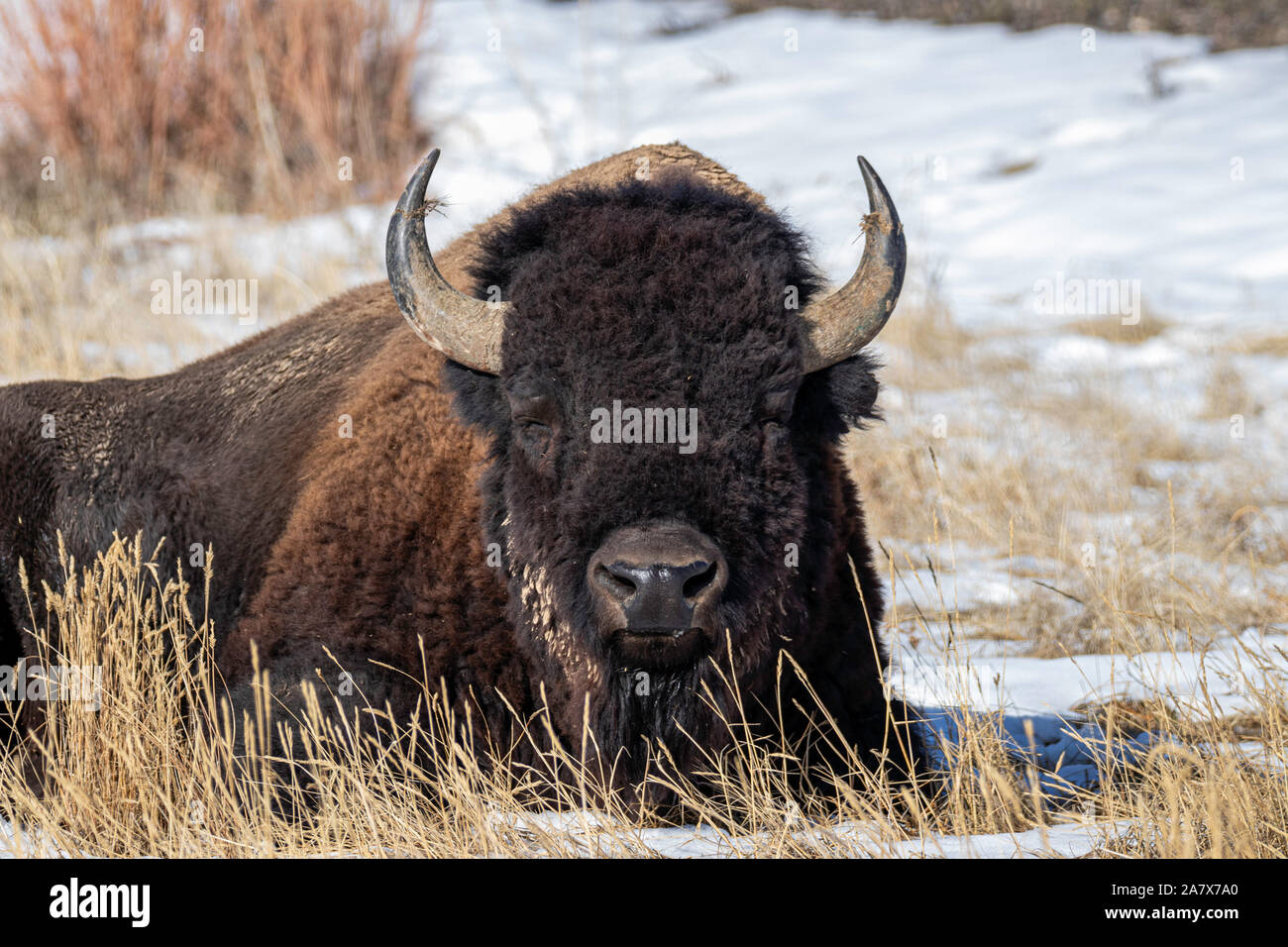 Amerikanische Bison (Bison bison) Rocky Mountain Arsenal Wildlife Refuge Colorado, USA Stockfoto