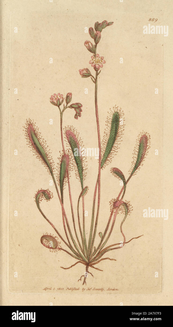 Englisch Sonnentau, Drosera anglica. Papierkörbe Kupferstich nach einer Zeichnung von James Sowerby für James Smith's Englisch Botanik, 1801. Stockfoto