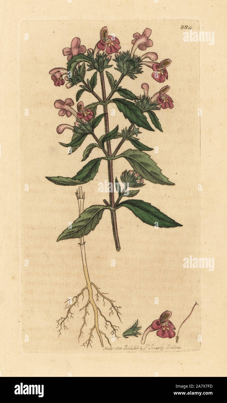 Rot Galeopsis hempnettle, Myrrhe. Papierkörbe Kupferstich nach einer Zeichnung von James Sowerby für James Smith's Englisch Botanik, 1801. Stockfoto