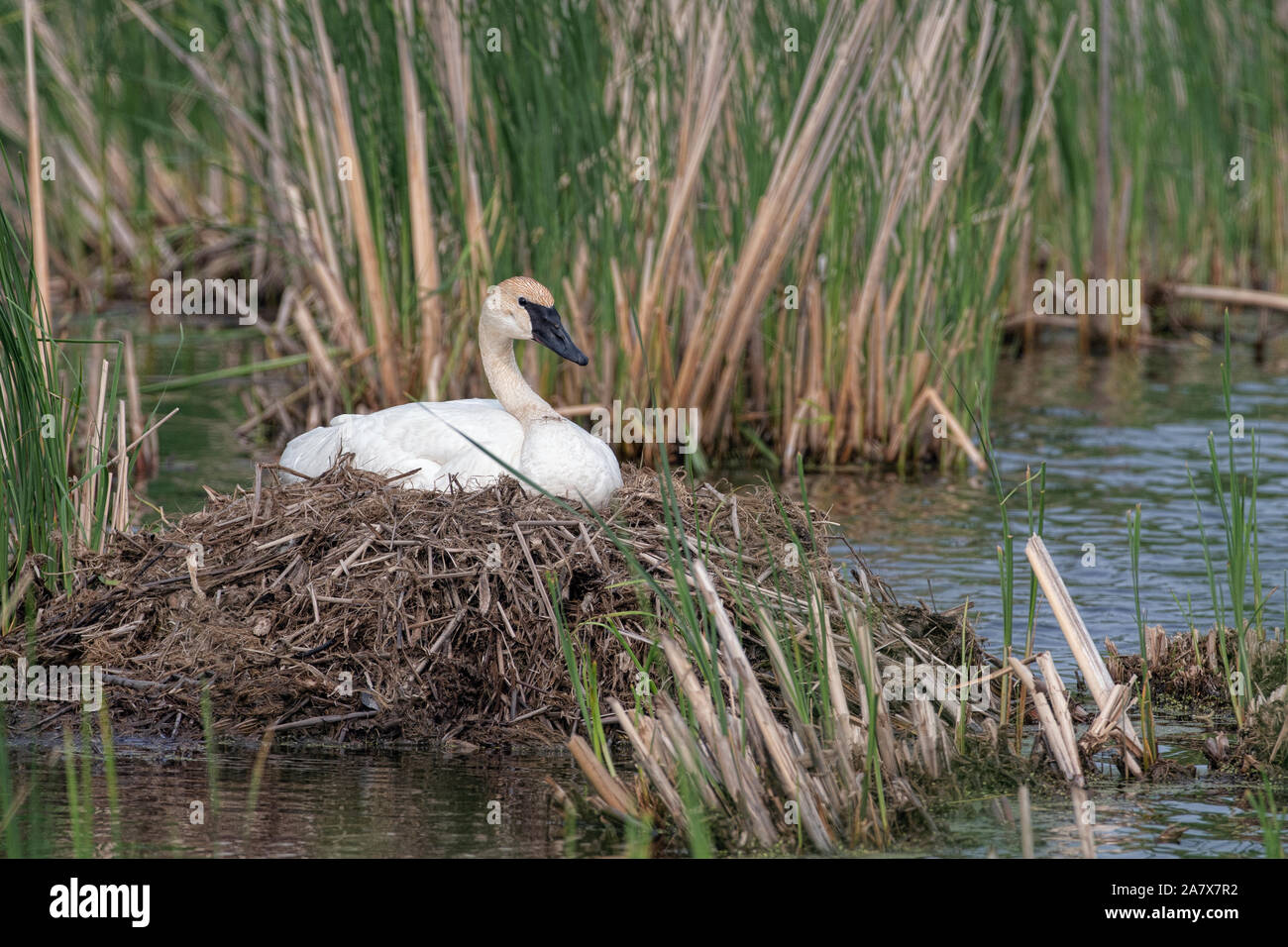 Trompeter Schwan (Cygnus Buccinator) Stockfoto