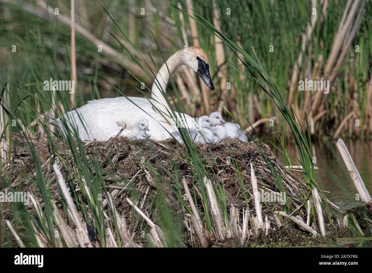 Trompeter Schwan (Cygnus buccinator), Pen auf dem Nest mit einem Tag alte Cygnets Stockfoto