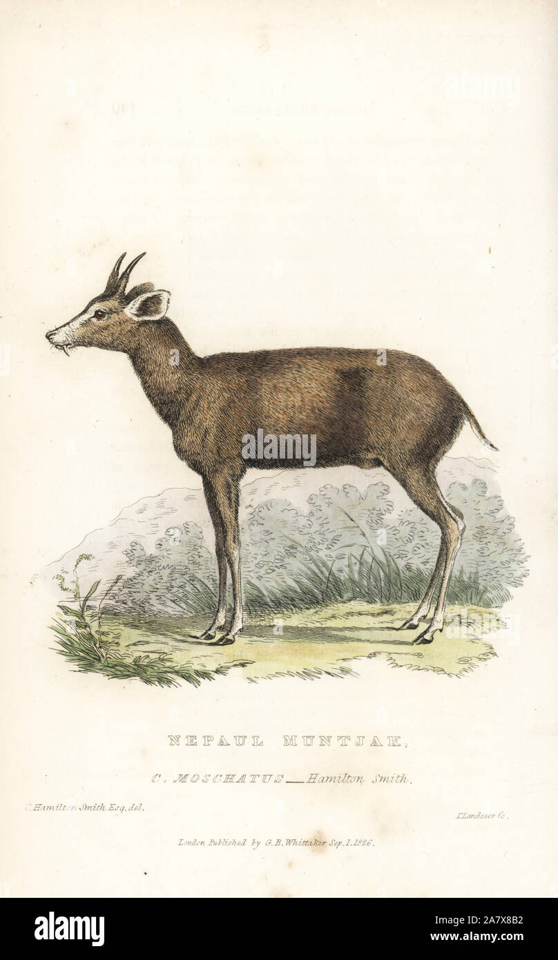 Nördlichen roten munjtak, vaginalis (Muntiacus muntjak, Cervus Nepaul moschatus). Papierkörbe Gravur von Thomas Landseer nach einer Illustration von Charles Hamilton Smith von Edward Griffith der Tierwelt vom Baron Cuvier, London, Whittaker, 1827. Stockfoto