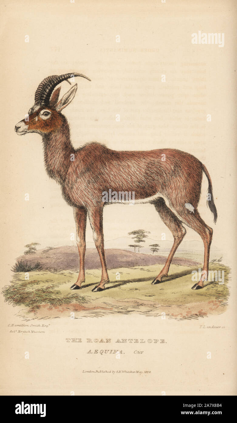 Pferdeantilope (Hippotragus equinus, Antilope Equina). Papierkörbe Gravur von Thomas Landseer nach einer Illustration von Charles Hamilton Smith einer Probe im British Museum von Edward Griffith der Tierwelt vom Baron Cuvier, London, Whittaker, 1827. Stockfoto