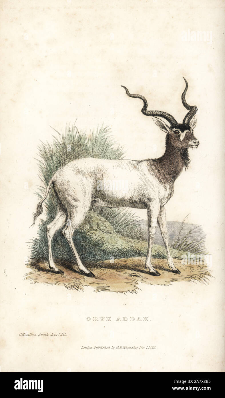 Addax oder screwhorn Antilopen, Addax addax nasomaculatus (Oryx). Kritisch gefährdet. Papierkörbe Gravur nach einer Illustration von Charles Hamilton Smith von Edward Griffith der Tierwelt vom Baron Cuvier, London, Whittaker, 1827. Stockfoto