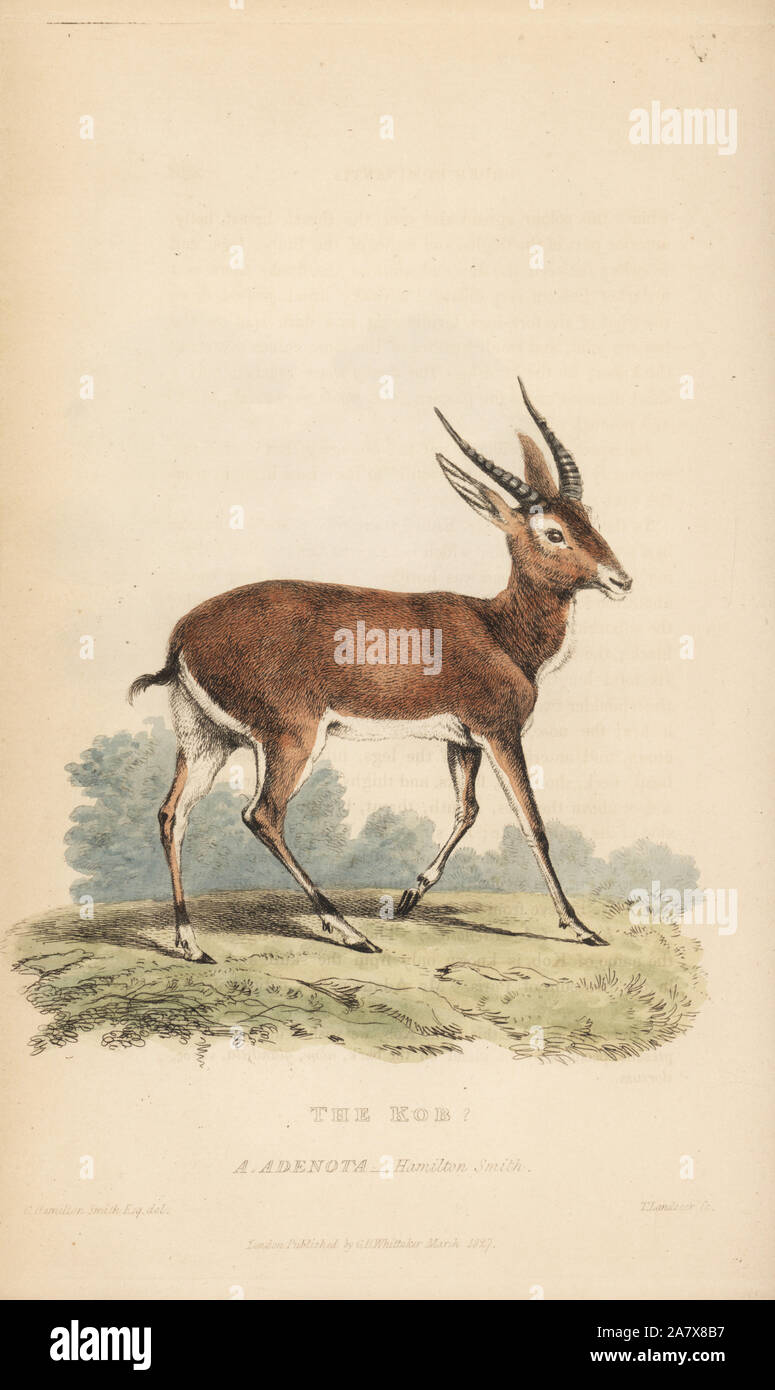 Kob Antilopen, Kobus kob (Antilope adenota). Papierkörbe Gravur von Thomas Landseer nach einer Illustration von Charles Hamilton Smith von Edward Griffith der Tierwelt vom Baron Cuvier, London, Whittaker, 1827. Stockfoto