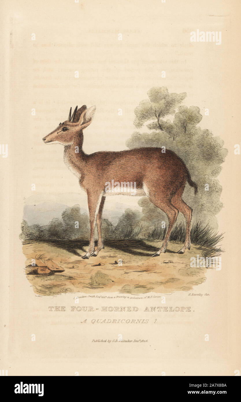 Vier Hörnern Antilopen, Tetracerus quadricornis quadricornis (Antilope?). Verwundbar. Papierkörbe Kupferstich von H. Kearsley nach einer Illustration von Charles Hamilton Smith von Edward Griffith der Tierwelt vom Baron Cuvier, London, Whittaker, 1827. Stockfoto