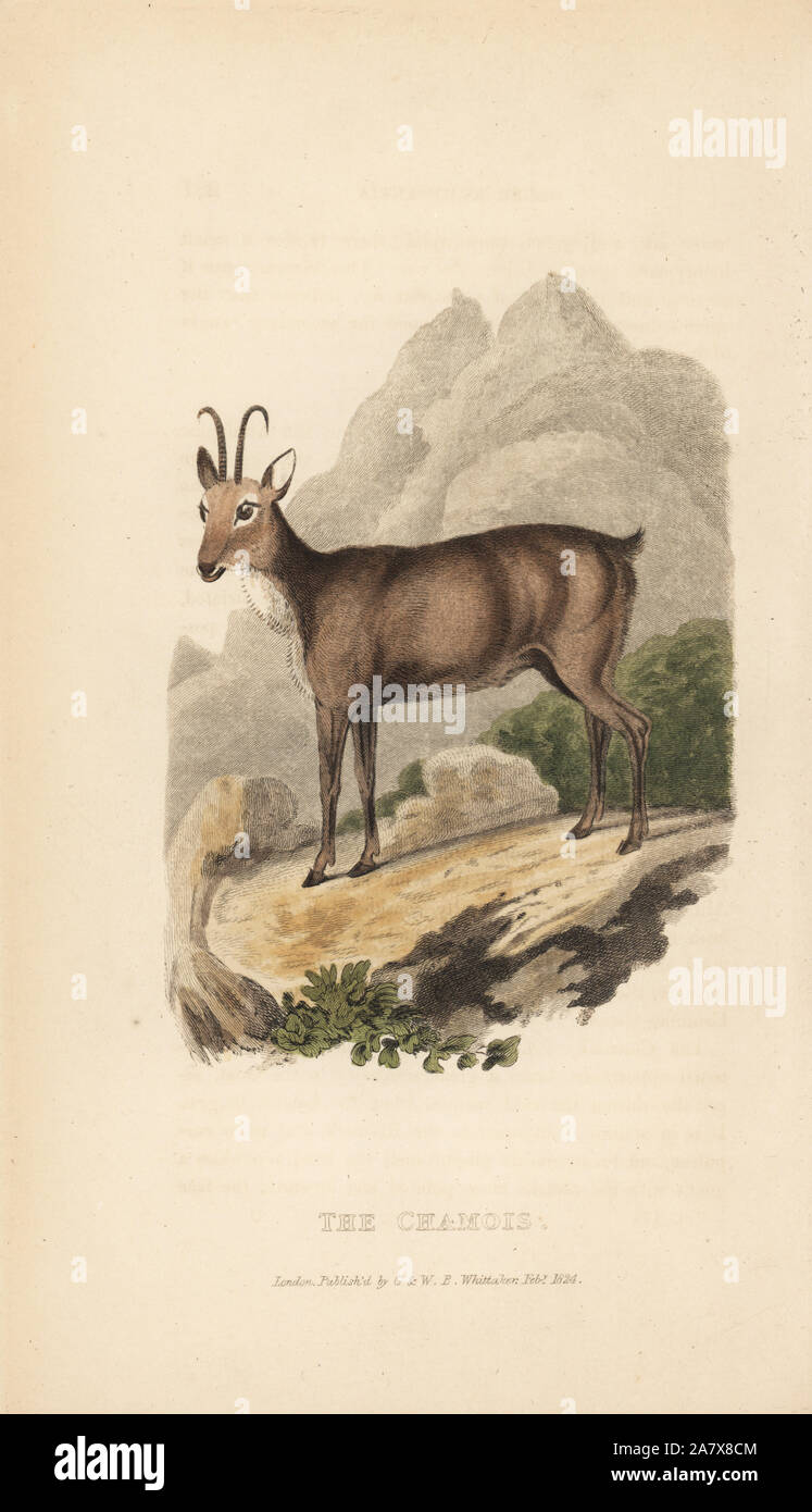 Gämsen, Rupicapra rupicapra rupicapra (Antilope). Papierkörbe Gravur von Edward Griffith der Tierwelt vom Baron Cuvier, London, Whittaker, 1827. Stockfoto