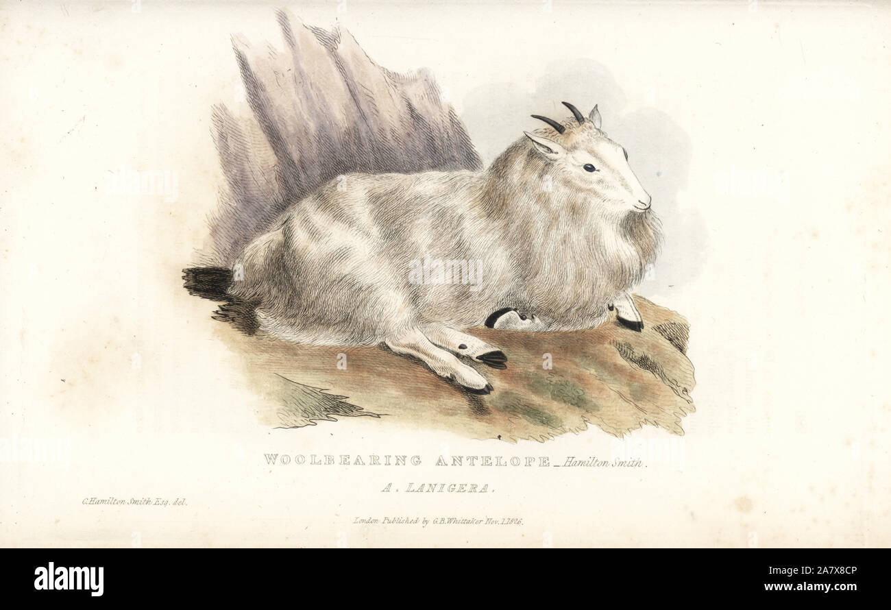 Rocky Mountain Goat, Oreamnos americanus (Wolle - Lager Antilopen, Antilope Lanigera). Papierkörbe Gravur nach einer Illustration von Charles Hamilton Smith von Edward Griffith der Tierwelt vom Baron Cuvier, London, Whittaker, 1827. Stockfoto