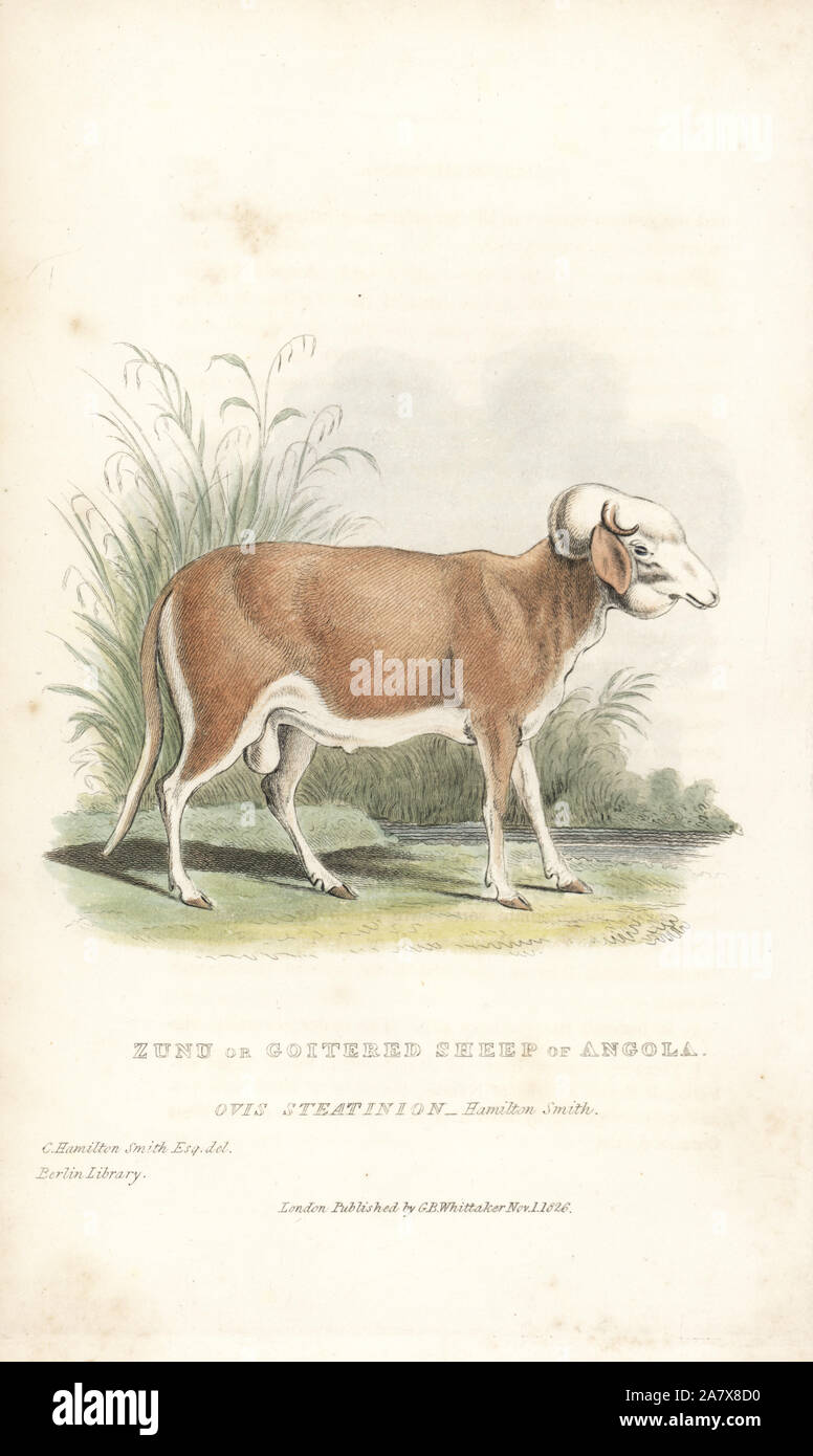 Zunu oder goitreed Schafe von Angola, Ovis Aries (Ovis steatinion). Papierkörbe Gravur von Thomas Landseer nach einer Illustration von Charles Hamilton Smith von Edward Griffith der Tierwelt vom Baron Cuvier, London, Whittaker, 1827. Stockfoto