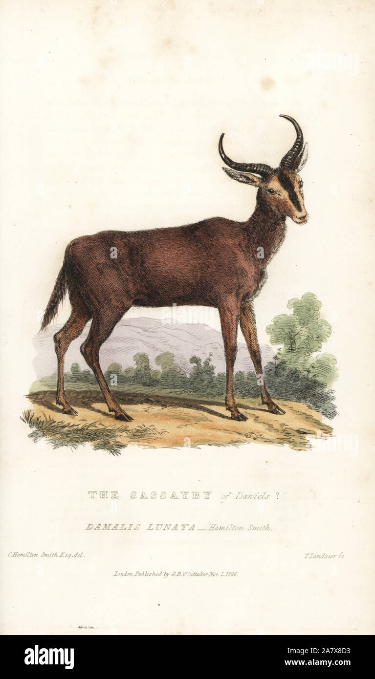 Wasserbüffeln oder sassaby Antilopen, Damaliscus lunatus (Damalis sassabey, lunata). Papierkörbe Gravur von Thomas Landseer nach einer Illustration von Charles Hamilton Smith von Edward Griffith der Tierwelt vom Baron Cuvier, London, Whittaker, 1827. Stockfoto