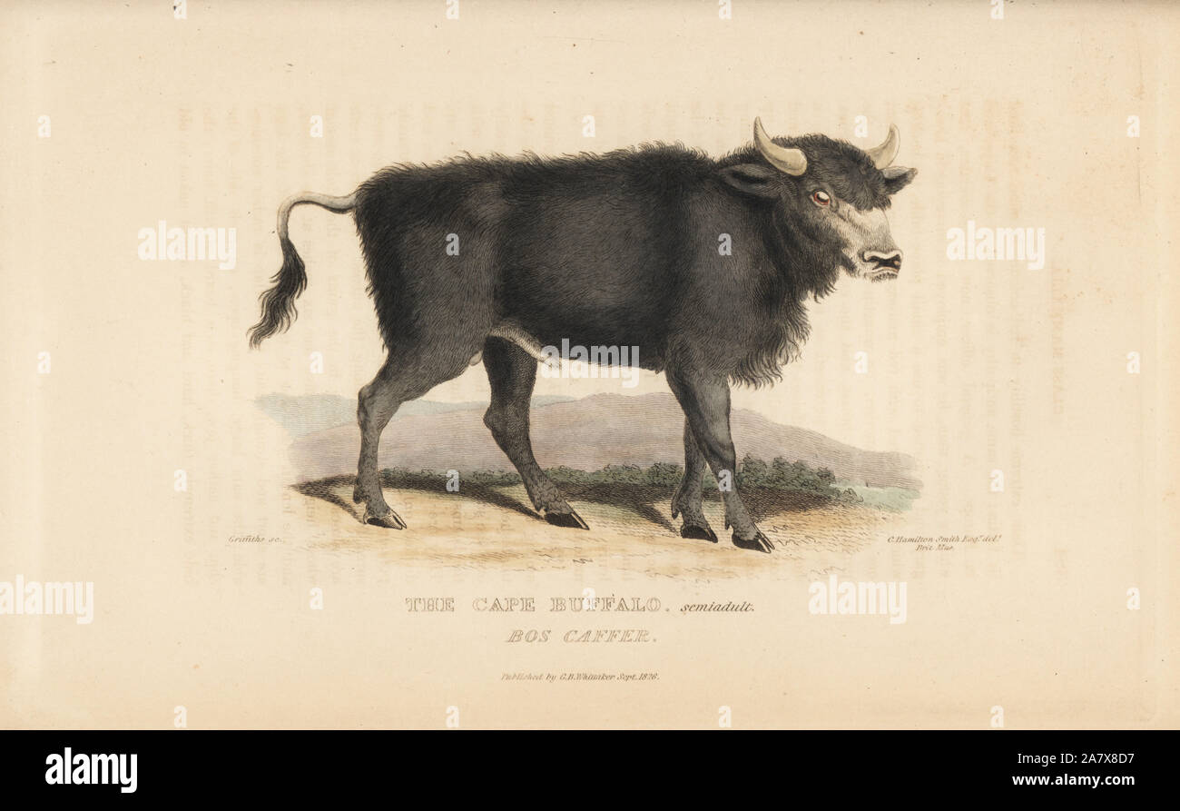 Büffel, Syncerus caffer caffer Caffer (Bos). Papierkörbe Kupferstich von Griffiths nach einer Illustration von Charles Hamilton Smith einer Probe im British Museum von Edward Griffith der Tierwelt vom Baron Cuvier, London, Whittaker, 1827. Stockfoto