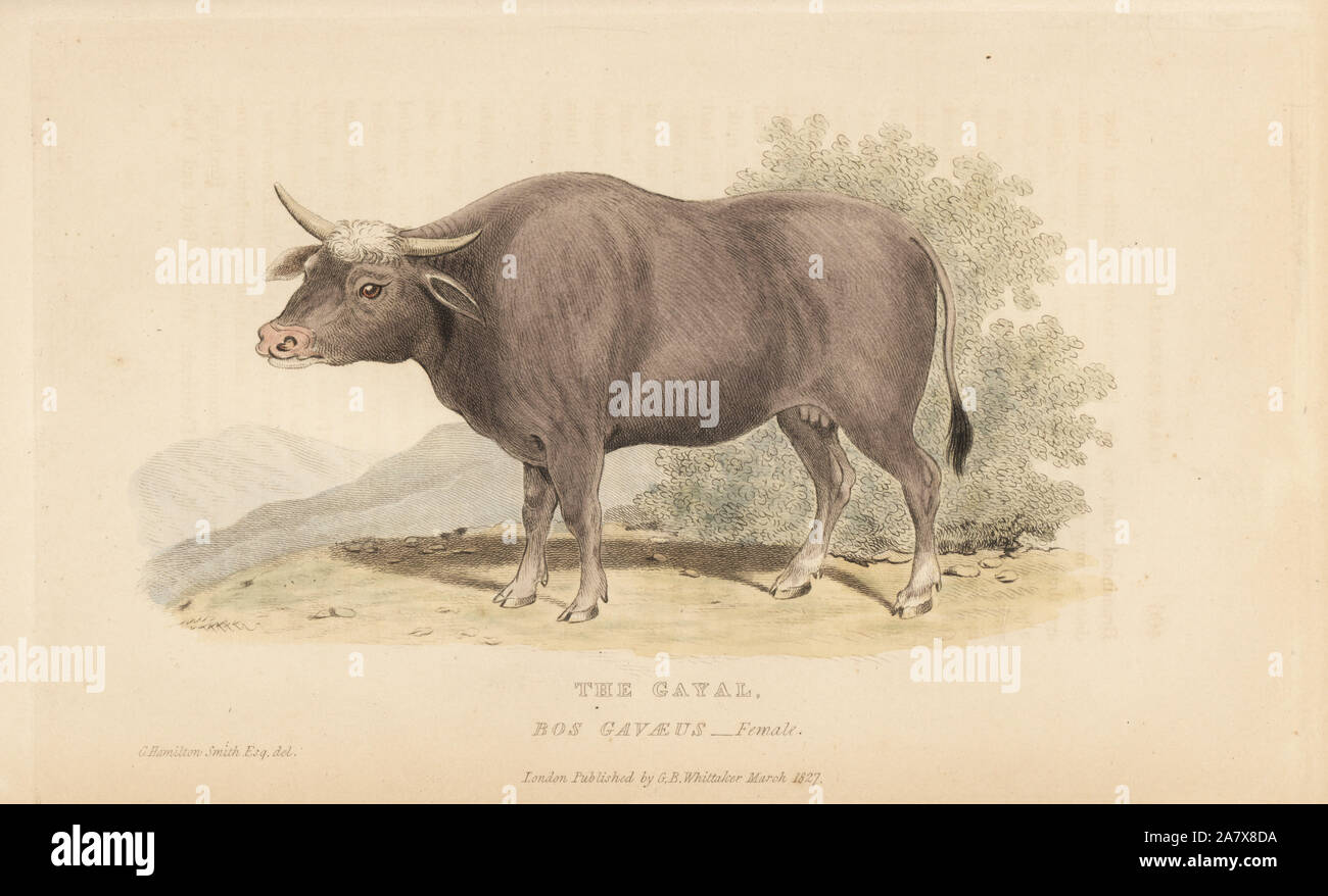 Gayal, Bos frontalis (Bos gavaeus), weiblich. Verwundbar. Papierkörbe Gravur nach einer Illustration von Charles Hamilton Smith von Edward Griffith der Tierwelt vom Baron Cuvier, London, Whittaker, 1827. Stockfoto