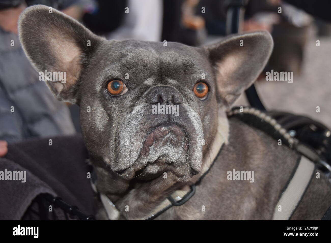 Bezaubernde französische Bulldogge closeup nahe San Diego Beach Stockfoto