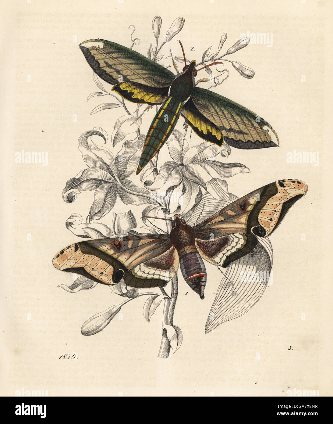 Nessus Sphinx, Amphion floridensis1 und Amplypterus panopus 2 Nachtfalter. Papierkörbe Lithographie von Carl Hoffmann's Buch der Welt, Stuttgart, 1849. Stockfoto