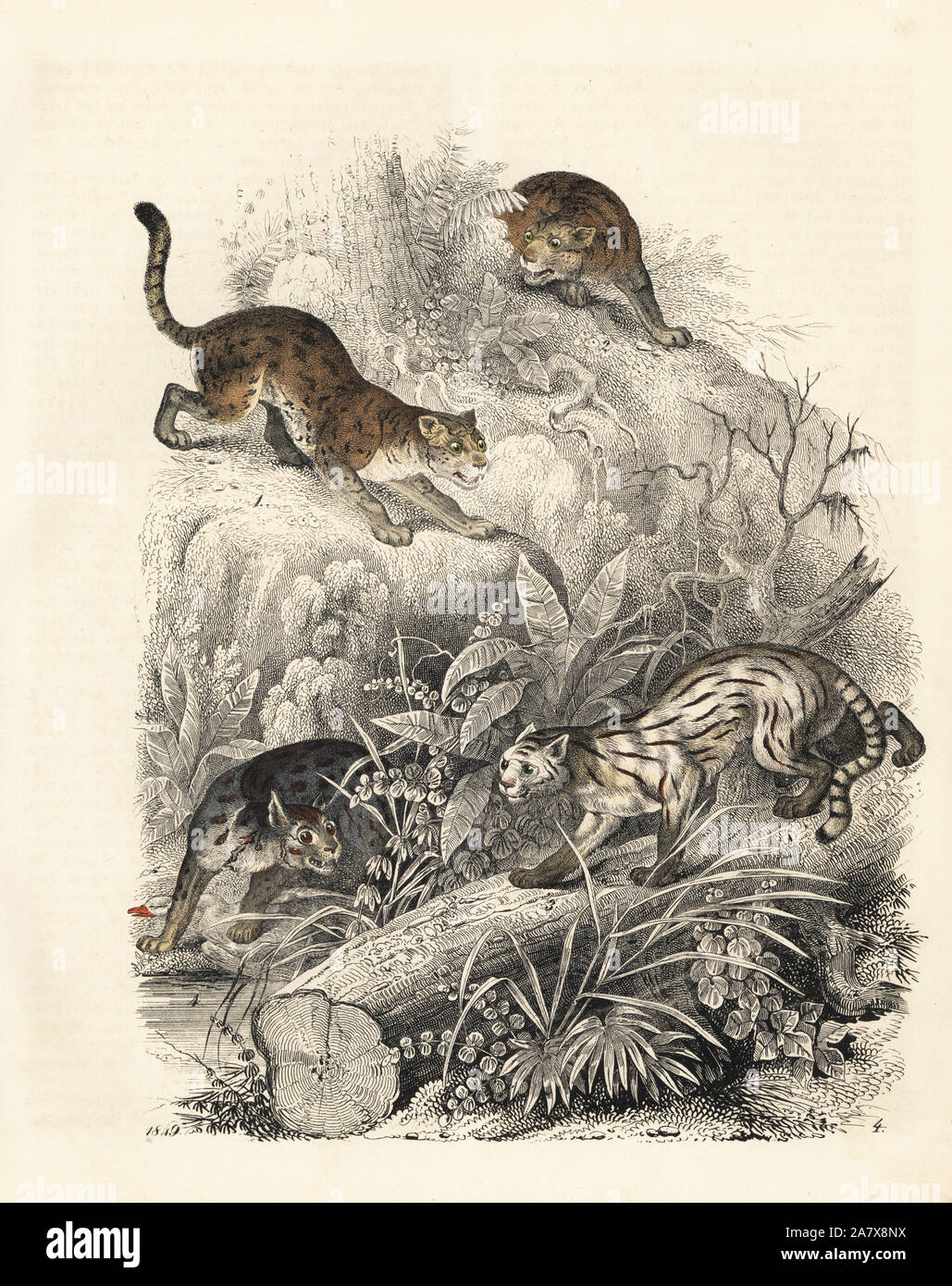 Javan Leopard Cat, Felis javanensis, 1,2, colocolo, Leopardus colocolo 3 und nepalesischen Cat, Felis Nepalensis 4. Papierkörbe Lithographie von Carl Hoffmann's Buch der Welt, Stuttgart, 1849. Stockfoto