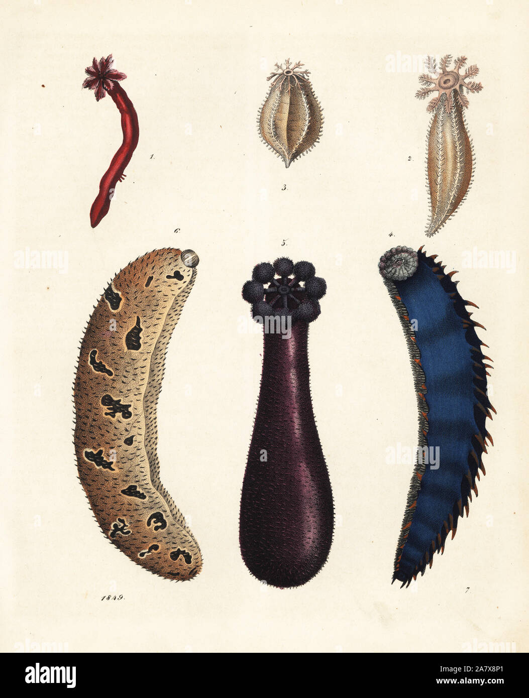 Seegurken: Trochodota purpurea 1,2, Cladodactyla crocea Stichopus chloronotus Crocea 3, 4, 5, und Anaperus peruvianus Holothuria (lessoni Metriatyla) 6. Papierkörbe Lithographie von Carl Hoffmann's Buch der Welt, Stuttgart, 1849. Stockfoto