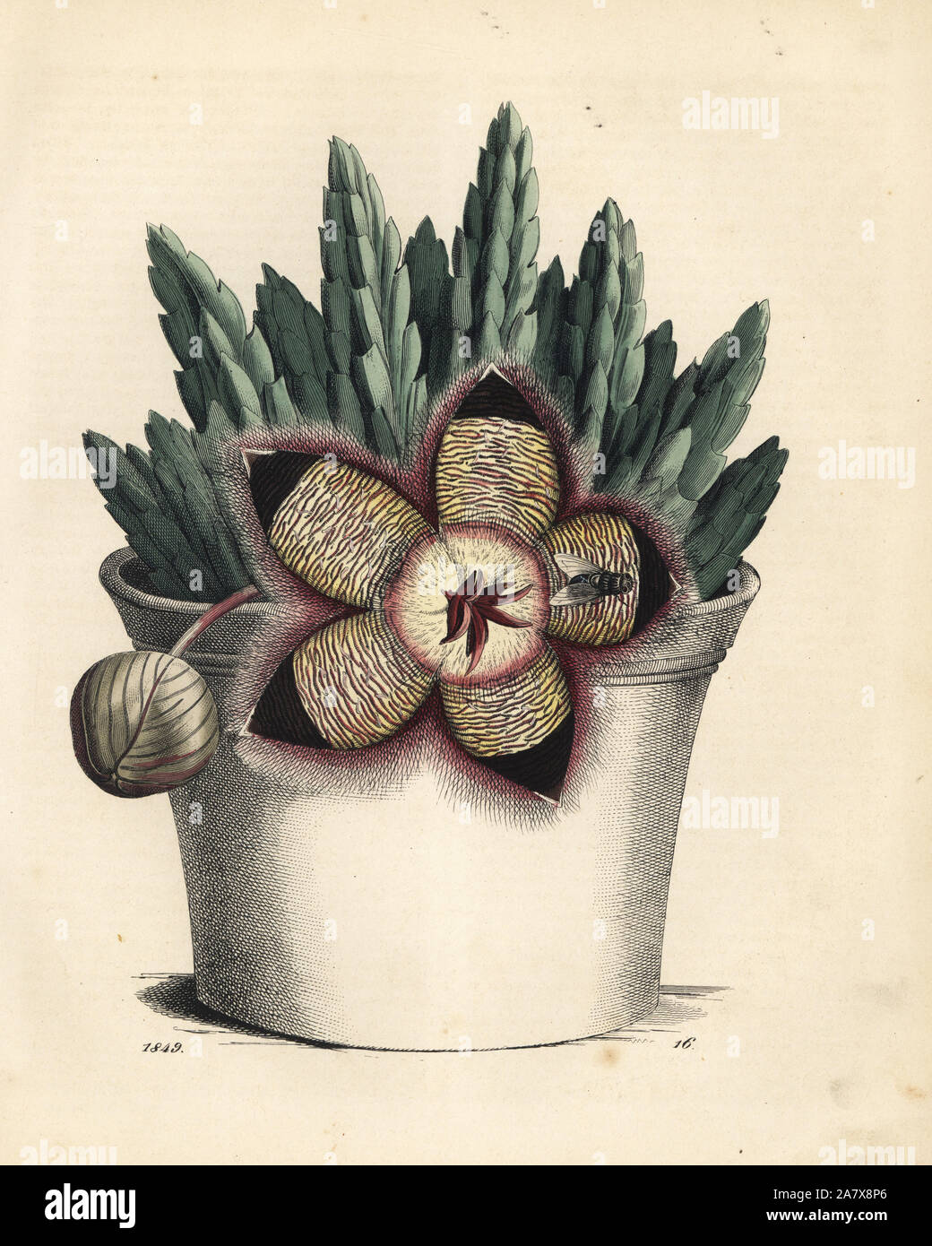 Starfish Kaktus, Orbea variegata (stapelia Variegata) im Topf. Papierkörbe Lithographie von Carl Hoffmann's Buch der Welt, Stuttgart, 1849. Stockfoto