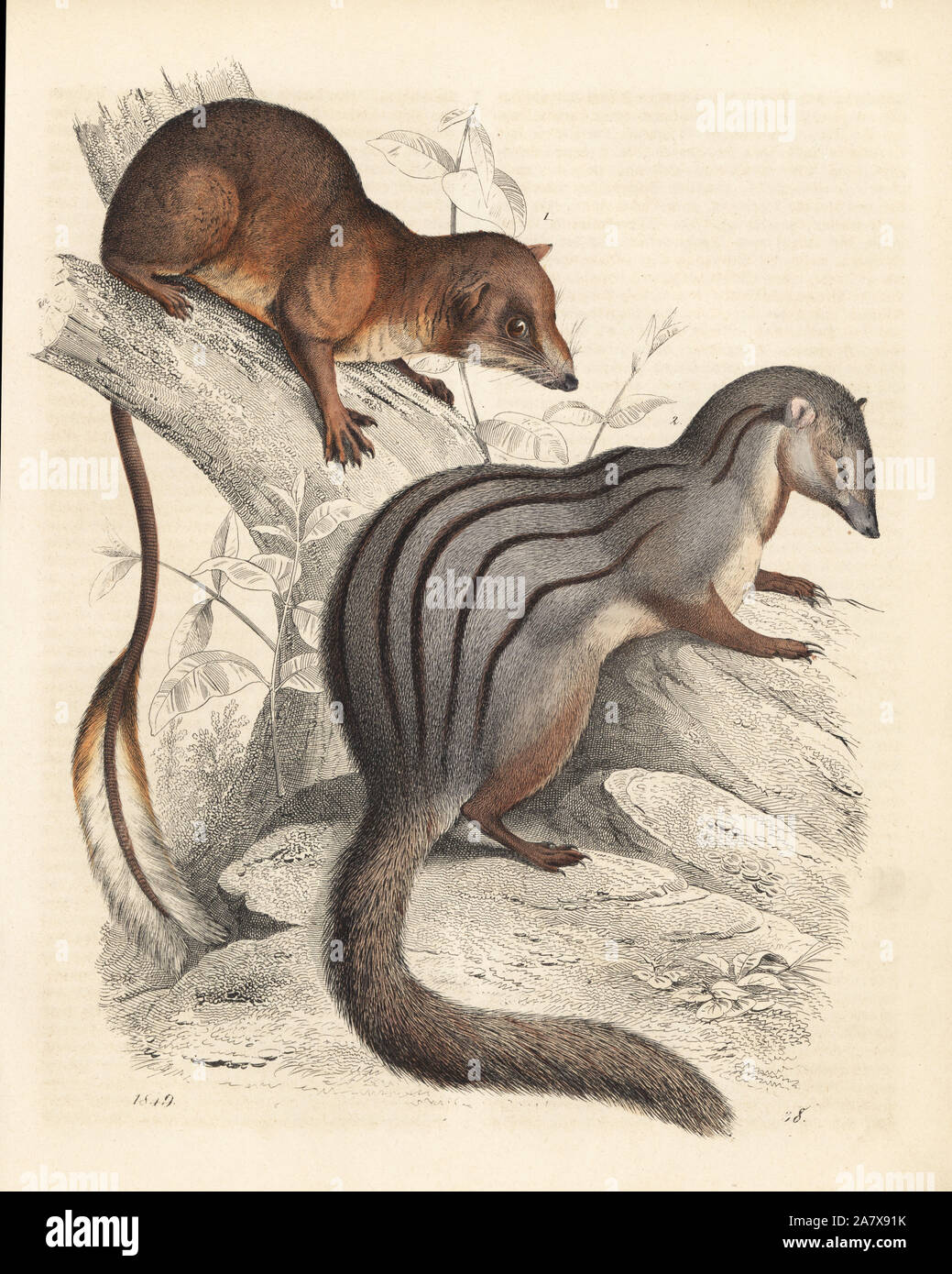 Narrow-striped Mongoose, Mungotictis decemlineata (anfällig) 2,- und Pen-tailed Ptilocercus lowii treeshrew, 1. Papierkörbe Lithographie von Carl Hoffmann's Buch der Welt, Stuttgart, 1849. Stockfoto