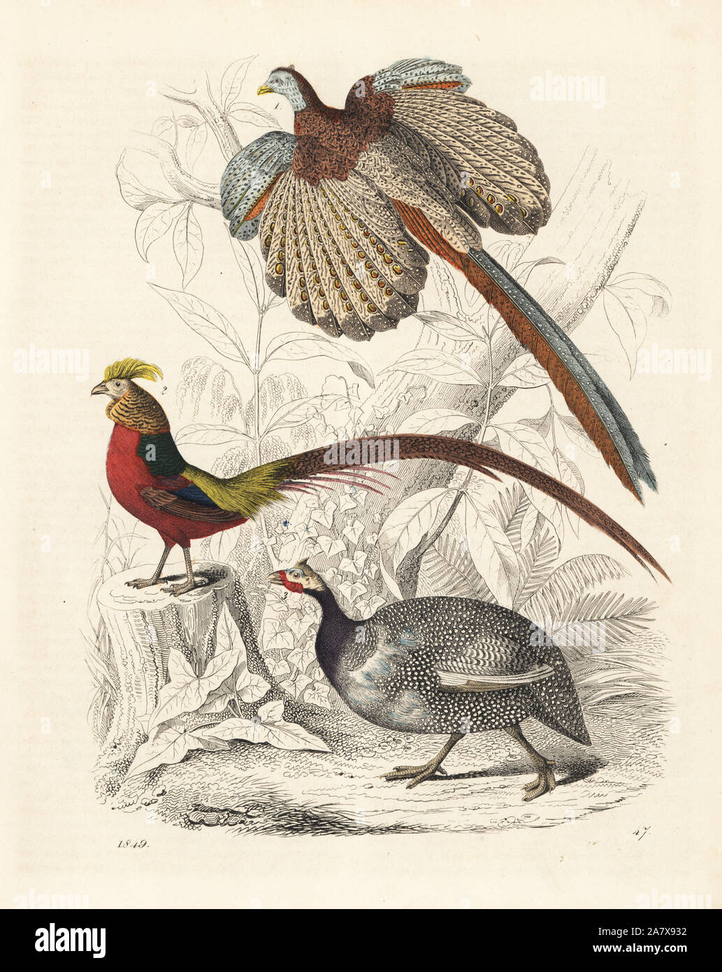 Große Argus, Argusianus argus 1, Goldener Fasan, Chrysolophus pictus 2 und Behelmten guineafowl, Numida meleagris 3. Papierkörbe Lithographie von Carl Hoffmann's Buch der Welt, Stuttgart, 1849. Stockfoto