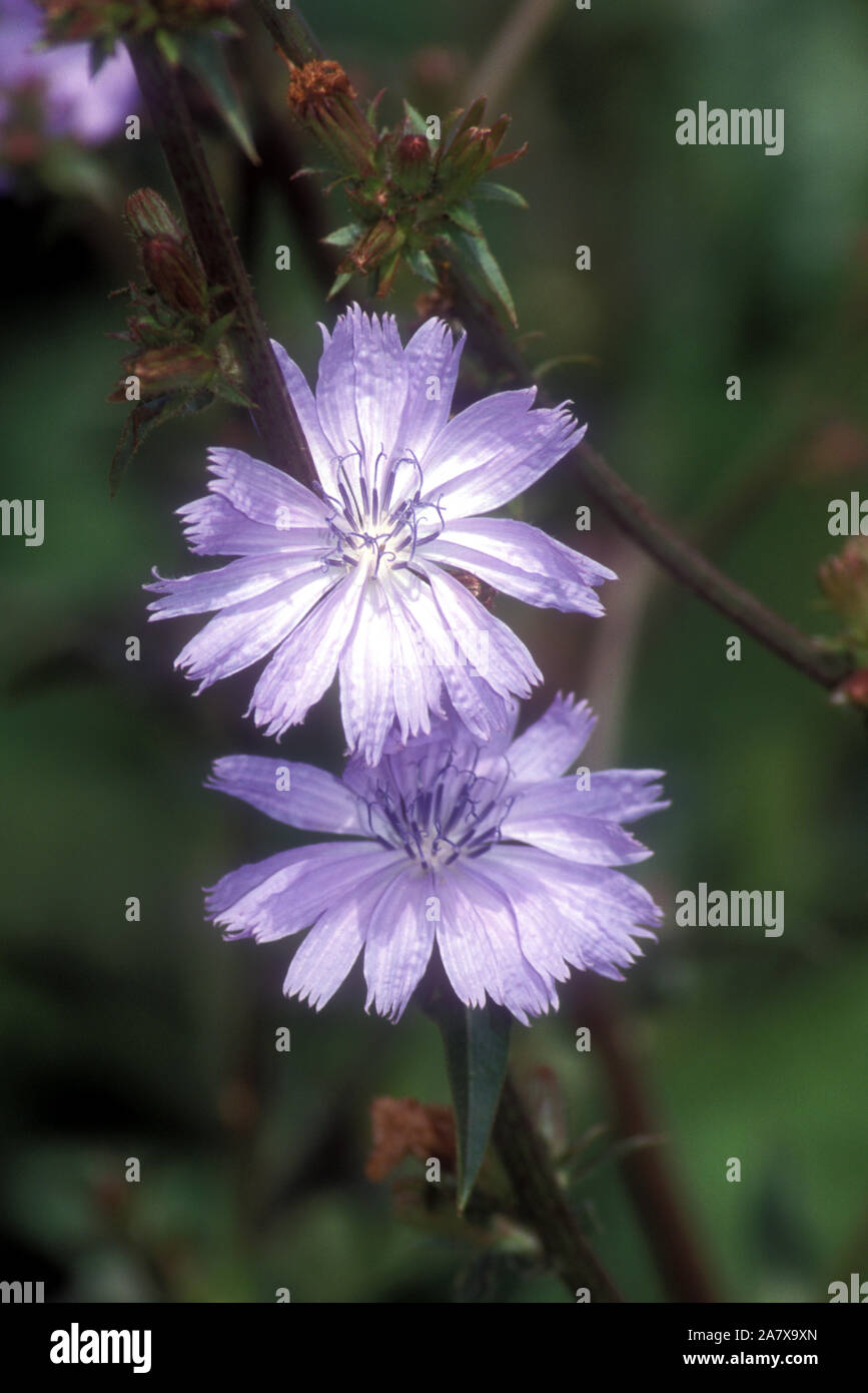 NAHAUFNAHME DER BLÜTEN VON CICHORIUM INTYBUS HÄUFIGE NAMEN SIND BLAUE SEELEUTE, BLAUE DAISY, SUCCORY ODER GEWÖHNLICHE ZICHORIENPFLANZE. Stockfoto