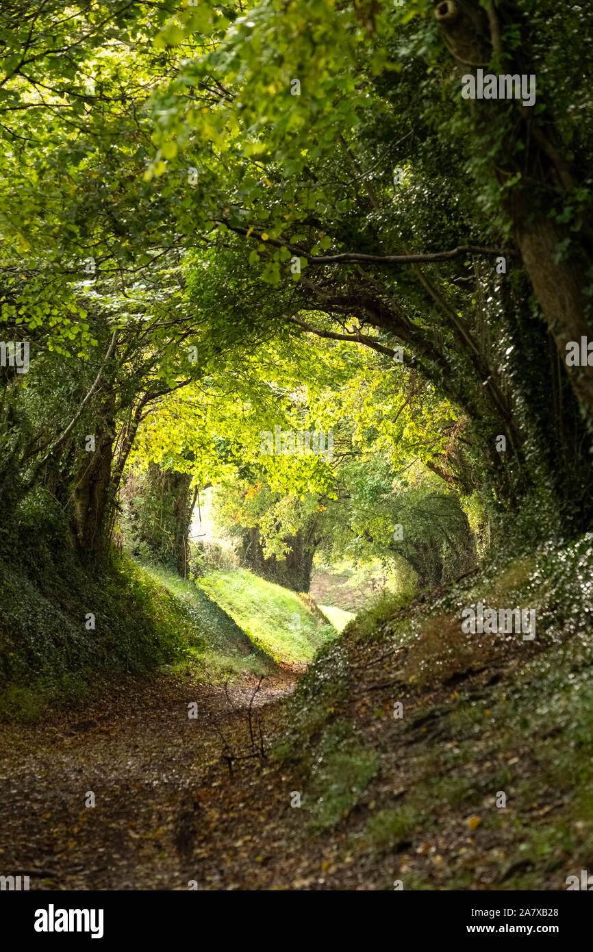 Halnaker baum Tunnel in der Nähe von Chichester in West Sussex UK, mit Sonnenlicht, das durch die Zweige. Stockfoto