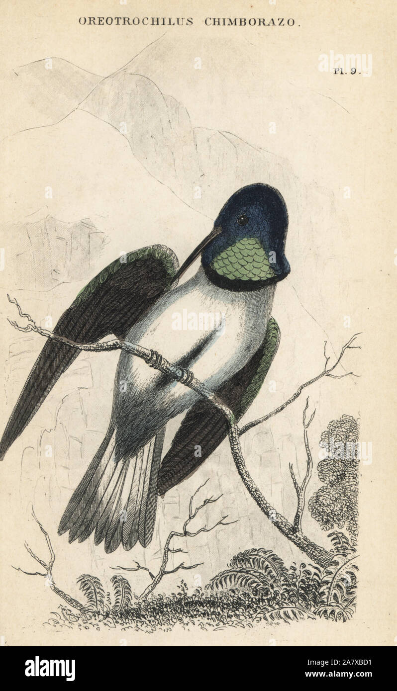 Ecuadorianischen hillstar, Oreotrochilus Chimborazo. Papierkörbe Stahlstich von W.C.L. Martin ist eine allgemeine Geschichte der Brummen - Vögel oder die Der, Bohn, London, 1852. Stockfoto