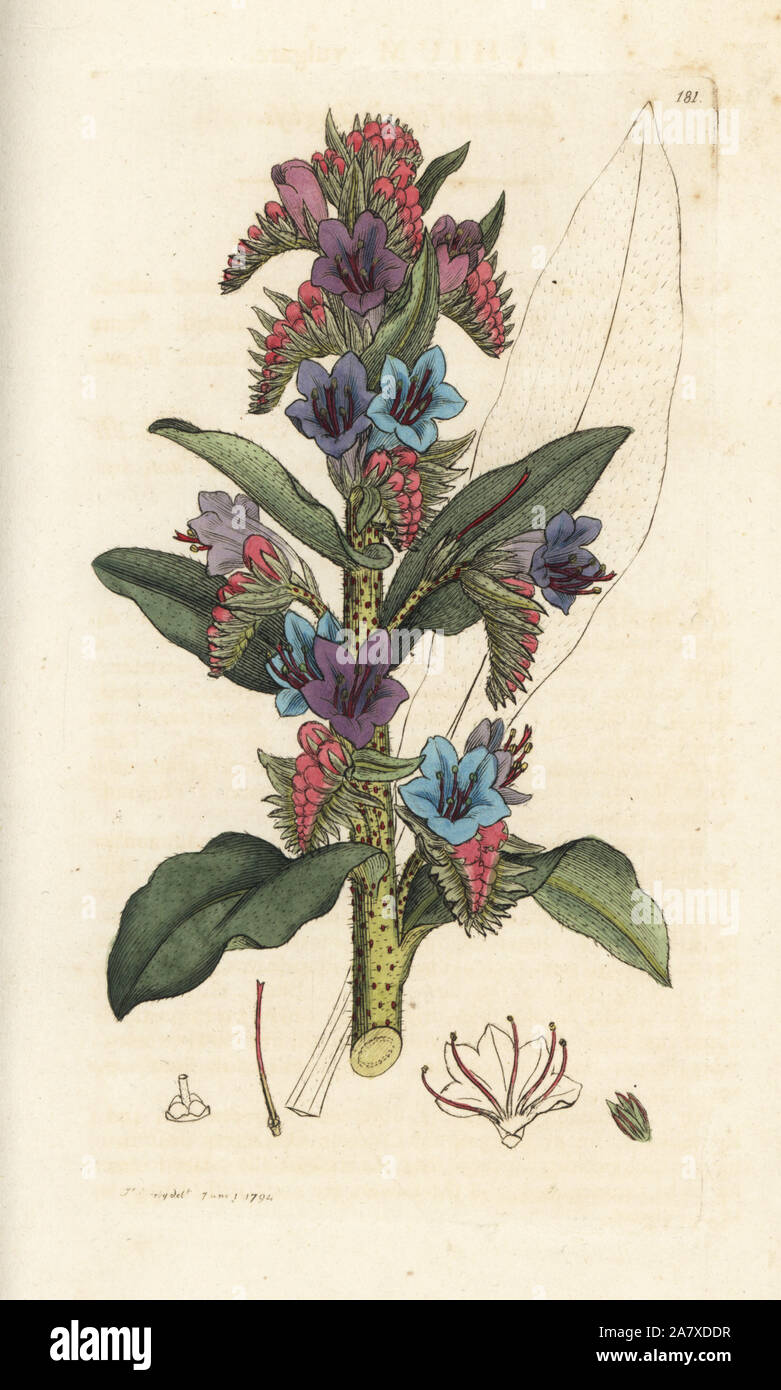 Die gemeinsamen Viper bugloss, Echium vulgare. Papierkörbe Kupferstich von James Sowerby von James Smith's Englisch Botanik, London, 1794. Stockfoto