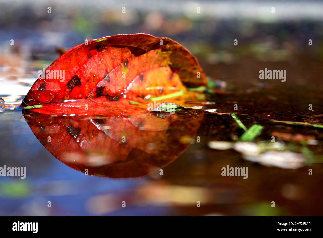 Fallen Leaf Reflexion Stockfoto