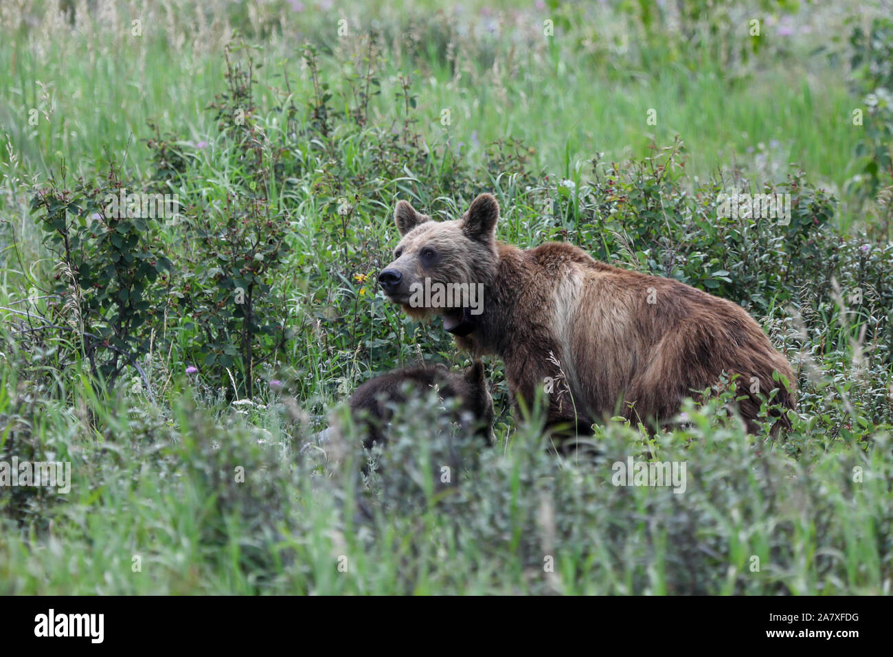 Mutter grizzly Bär trägt ein Radio Kragen mit ihr Junges im Glacier National Park, Montana Stockfoto