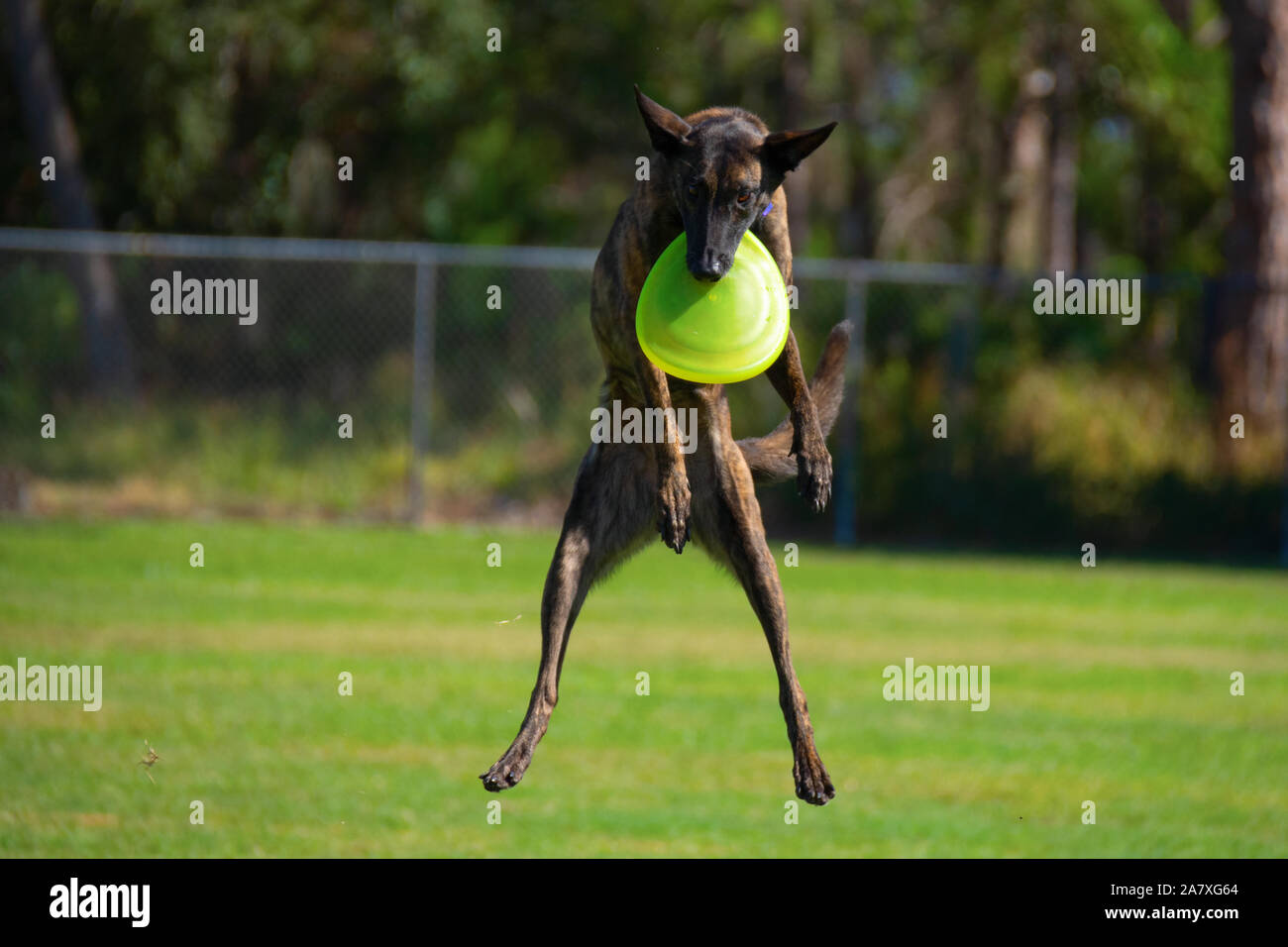 Süße gestreifte Treeing Tennessee Brindle Hund fliegen durch die Luft spielen, auch als Sport bezeichnet Disc Dog an einer grossen Rasenfläche auf einem Bea bekannt Stockfoto