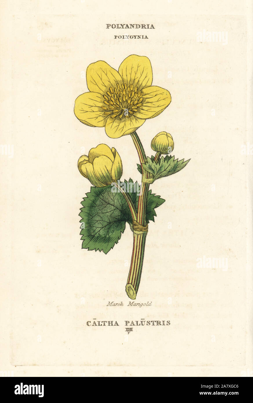 Sumpfdotterblume, Caltha palustris. Papierkörbe Kupferstich nach einer Illustration von Richard Duppa aus seinem Die Klassen und Aufträge Der Linnaeische System der Botanik, Longman, Hurst, London, 1816. Stockfoto