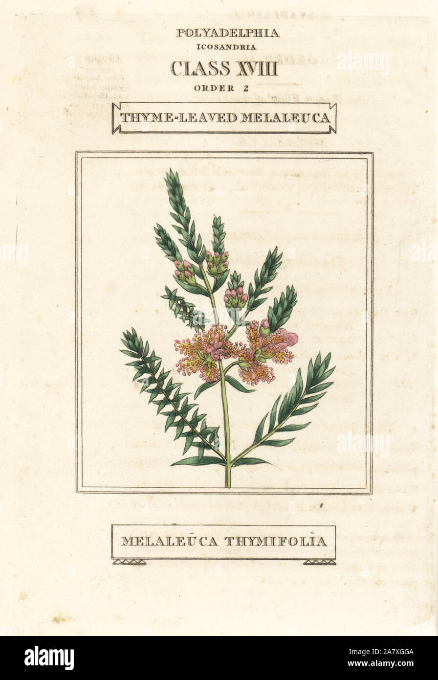 Thymian Honig - myrte oder Thymian-leaved Melaleuca, Melaleuca thymifolia. Papierkörbe Kupferstich nach einer Illustration von Richard Duppa aus seinem Die Klassen und Aufträge Der Linnaeische System der Botanik, Longman, Hurst, London, 1816. Stockfoto