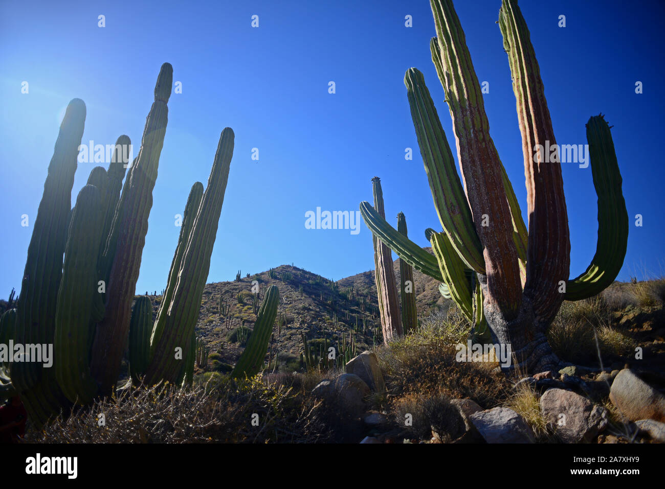 Einen großen mexikanischen Riese cardon Kaktus (Pachycereus pringlei) auf Isla Santa Catalina, Baja California Sur, Mexiko. Stockfoto