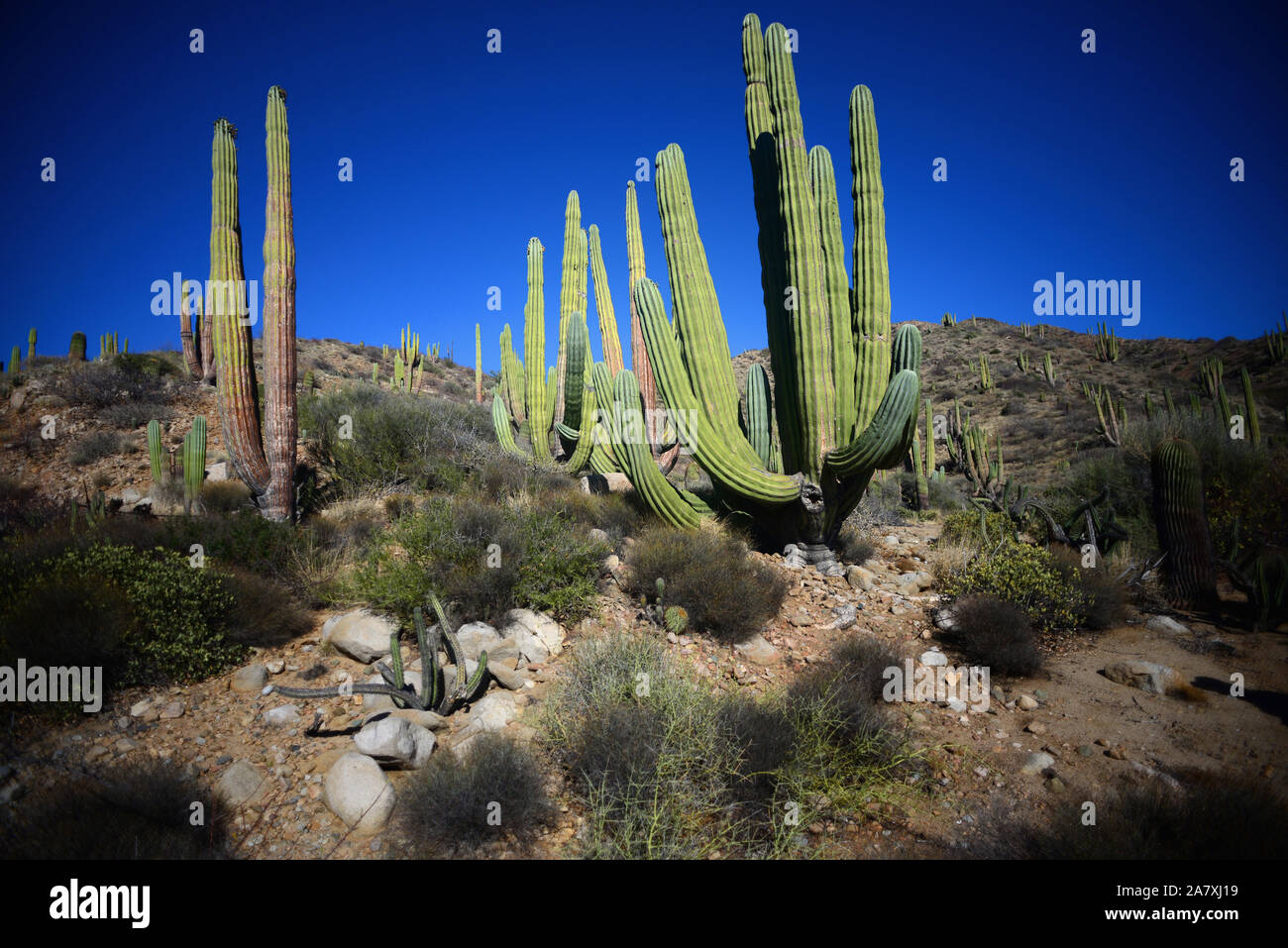 Einen großen mexikanischen Riese cardon Kaktus (Pachycereus pringlei) auf Isla Santa Catalina, Baja California Sur, Mexiko. Stockfoto