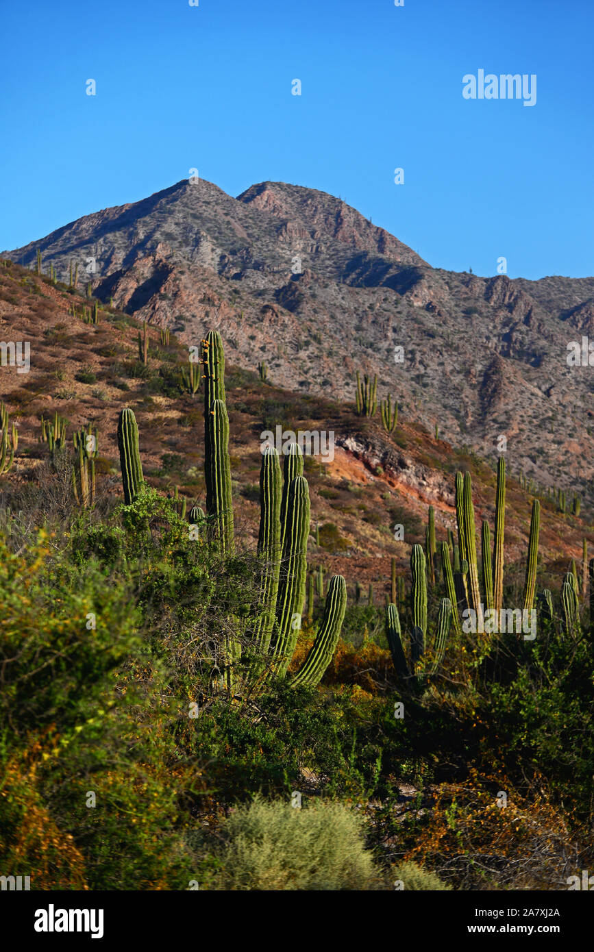 Mexikanische Riese cardon Kaktus (Pachycereus pringlei) auf Isla San Esteban, Baja California, Mexiko. Stockfoto