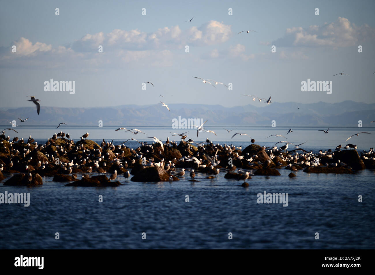 Elegante Terns (Sterna elegans) und Heermann Gulls (Larus heermanni) im La Rasa Insel, Meer von Cortez, Mexiko Stockfoto