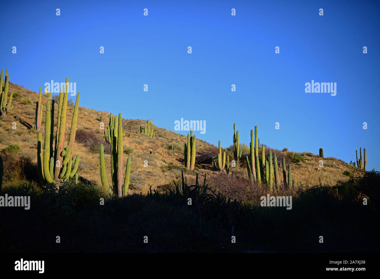 Isla Santa Catalina, Baja California Sur, Mexiko Stockfoto