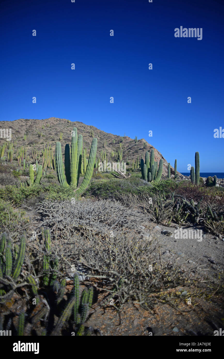 Endemisch zu isla santa catalina Fotos und Bildmaterial in hoher