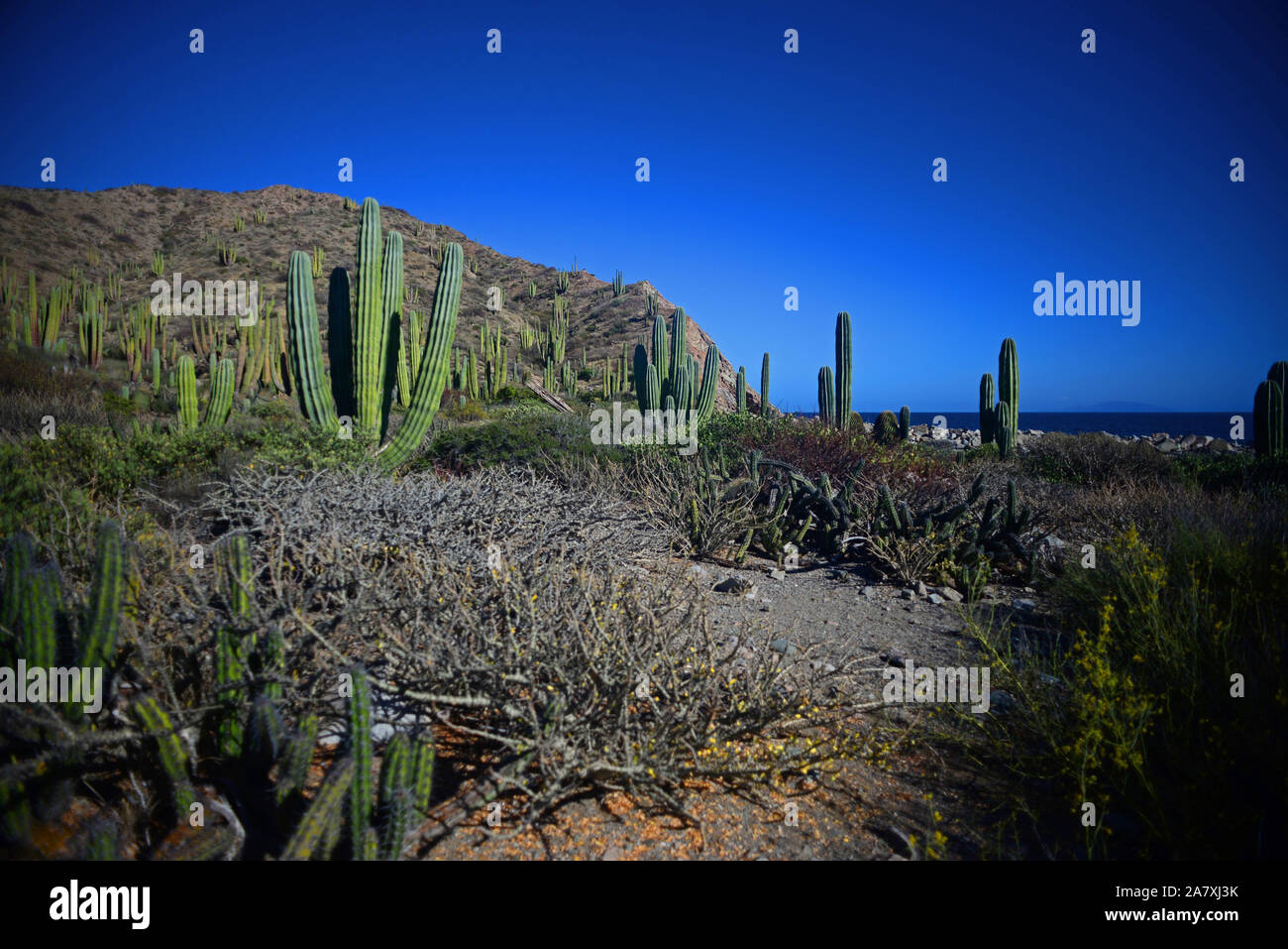 Endemisch zu isla santa catalina Fotos und Bildmaterial in hoher